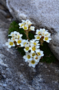 《苔花如米小⋯》