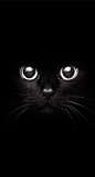 Black cat: 