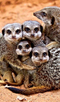 this #Mumma knows her kids love the #meerkats at Taronga Zoo so much!: 