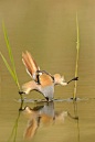 你见过这样喝水的鸟儿吗？一种名为“伯劳”的凶猛鸟类，有＂空中屠夫＂之称，却生性怕水。摄影：Edwin Kats