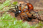 Zodiariidae Ant Mimicking Spider by melvynyeo on deviantART