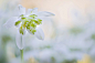 Photograph Double Snowdrop by Jacky Parker on 500px