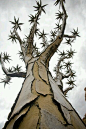 非洲-納米比亞沙漠-顫抖樹。
