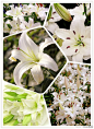 #花瓣花语录#圣母百合Lilium candidum，百合科多年生草本植物，原产于巴尔干半岛与西亚。这种百合是纯白色的，基督教教义中说它是圣母玛利亚的眼泪凝结成的花朵，纯白色的花被视为是纯洁的象征，中世纪时期的基督徒常拿这种百合花来供奉圣母玛利亚。圣母百合是7月2日的生日花，花语：清纯！