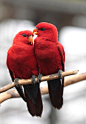 红色吸蜜鹦鹉（学名：Eos bornea）羽色鲜艳，主要以花粉、花蜜与果实为食物，鸟喙比一般鹦鹉的长、更特别的是细长的舌头上有刷状的毛，称为刷状舌，方便该鹦鹉深入花朵中取得食物。