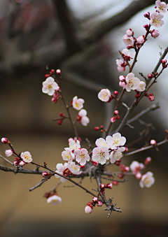 玉岭花采集到花卉