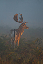 Fallow Buck by mansaards