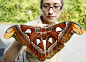 Big moth-er: Butterfly keeper Heather Prince holds one of Chester Zoo's newly emerged Atlas Moths, the largest moth species in the world