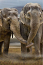 elephant love