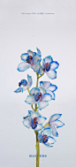 【野兽派】世上本无蓝色的花，为了给你视觉上创造惊喜，带来一枝特别的大花惠兰，花语幸福吉祥，万事如意。