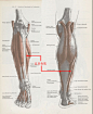 [转载]下肢结构分析