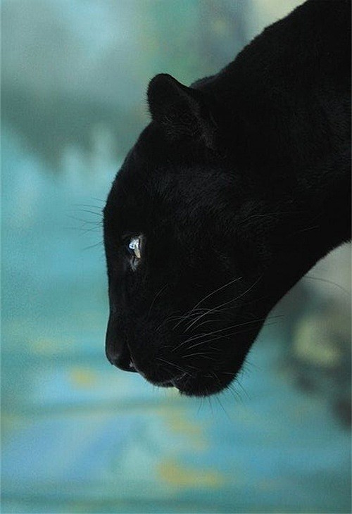 黑豹 Black panther ​​​...
