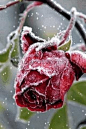 冰冻的玫瑰  
