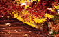 秋季 叶子 飘零 飘落 落叶 自然 植物 凋零的季节  摄影 背景 秋天
