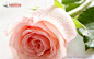 粉玫瑰图片素材