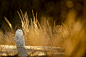 Snowy Owl and Golden Grass by Ray Hennessy on 500px