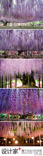 #春天赏花季#【世界上最美的紫藤树】在日本枥木县足利花卉公园，这颗超华丽的紫藤树要追溯到1870年，有143岁了，最好的赏花时间是从四月中旬到五月中旬。