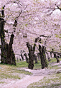 盛开的樱花树，五棱郭公园，北海道
Cherry tree in full bloom, Goryokaku Park, Hokkaido