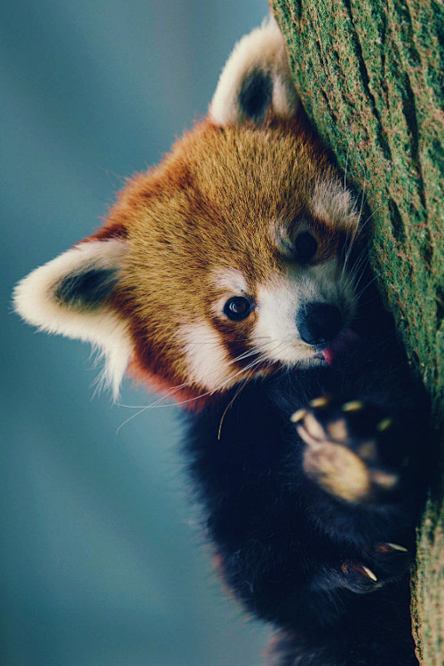 red panda || Leon We...