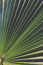 热带植物棕榈叶纹理背景 (6)