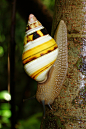 libutron:

Florida Tree Snail - Liguus fasciatus
Shells of the terrestrial snail Liguus fasciatus (Stylommatophora - Orthalicidae) range in color and pattern from white to black, solid to banded, dull to glossy. Vivid yellows, browns, blues, and greens ar