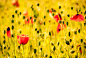 Photograph Poppies in Gold by S. S. on 500px