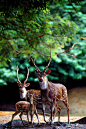 Deer family | Animals | Pinterest