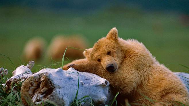 图中的这只灰熊幼崽正在卡特迈国家公园和自...
