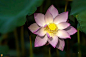 荷花是印度和越南的国花,也是佛教圣花之一,有"佛门圣花"之称,佛国土地称为"莲界";佛家寺院称为"莲境";僧衣袈裟称为"莲花服";佛家做法事用的灯称为"莲灯";佛龛称为"莲龛".