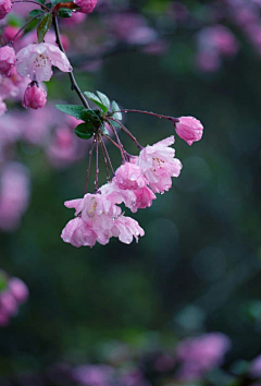 沐镜非采集到梅花海棠