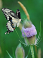 Swallowtail Butterfly | Beautiful ✿ World
#蝶#