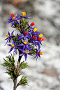 蓝金丝百合Blue Tinsel Lily：学名Calectasia narragara，西澳大利亚独有多须草科植物。在澳大利亚司法部立法起草的《环境保护和生物多样性保存法1999》中，蓝金丝百合被列为极度濒危Critically Endangered物种
