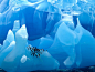 企鹅聚集在果冻般的蓝色冰山上
摄影：Cherry Alexander（图1） ​​​​