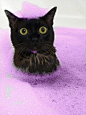 哇，在我最爱的紫色泡泡浴中，居然有美铝，天！！！
