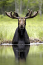 Moose sitting in Pond by Andrew Thompson