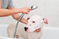 Bath of a dog Dogo Argentino by 135pixels Eduardo Gonzalez on 500px