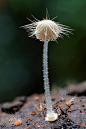 Fungi - Hairy Mycena - Stephen Axford Photography