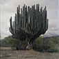 opticoverload:
Cactus Cardón, The world’s tallest species of cactus