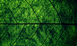 森林 性质 草 天空 植物 宏 科 绿色 质地 树 叶 厂 净 植被 电脑壁纸 生物群落 草家庭 落叶 2996x1792像素