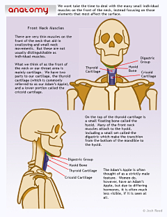 tetelaolu采集到Anatomy