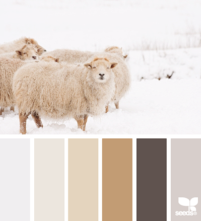 冬季羊毛