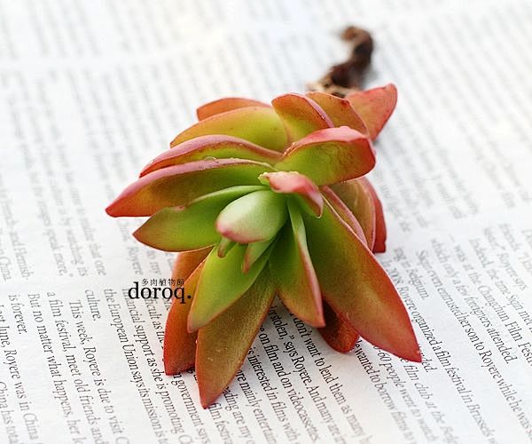 Crassula erosula 'Ca...