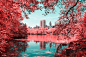 INFRARED NYC : INFRARED NYC_I decided to capture with poetry a surprising collection of pictures of Central Park’s landscapes, in a series named Infrared NYC. Using a infrared filter which reverses the real colors to transform them into red, pink, my aim