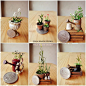 miniature plants