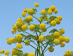 美好植物手绘采集到生日花