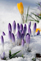 janetmillslove:First Sign Of Spring moment love