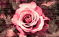 唯美浪漫的红色玫瑰花 中国风ppt背景图片
