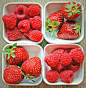 Strawberries & Raspberries #赏味期限#