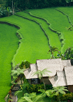 织月色采集到green