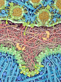 (David Goodsell's Neuromuscular synapse. The acetylcholine-laden vesicles are carrying and releasing the neurotransmitter (ACh) from the neuron (upper 1/3) into the synaptic cleft (the middle pink section filled with laminin, collagen, perlecan and flower